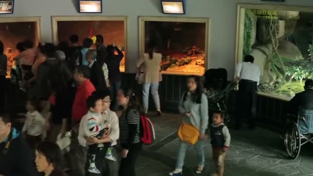 Bezoek de dierentuin van Shanghai. — Stockvideo