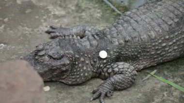 Shanghai Hayvanat bahçesini ziyaret.