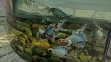 Shanghai Hayvanat bahçesini ziyaret.