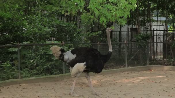 Bezoek de dierentuin van Shanghai. — Stockvideo