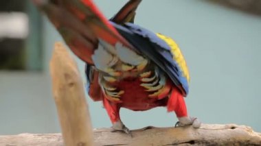 Shanghai, Çin, Nisan-Mayıs 2013 turistler ve yerel halk Shanghai Hayvanat Bahçesi. Papağan kafesleri.