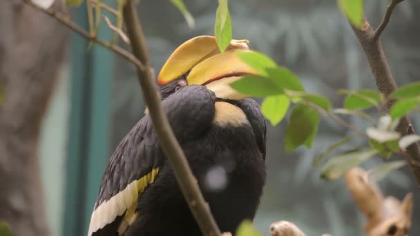 Besöka Shanghai Zoo. — Stockvideo