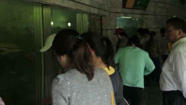 Bezoek de dierentuin van Shanghai. — Stockvideo