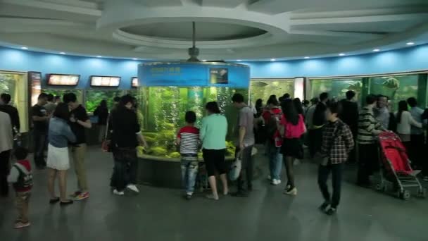 Visite du zoo de Shanghai . — Video