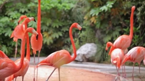 Відвідати зоопарк Шанхай. — стокове відео