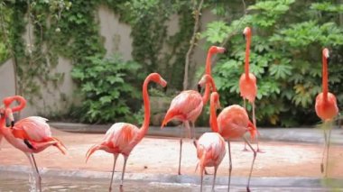 Shanghai Hayvanat bahçesini ziyaret.