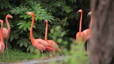 Shanghai Hayvanat bahçesini ziyaret.