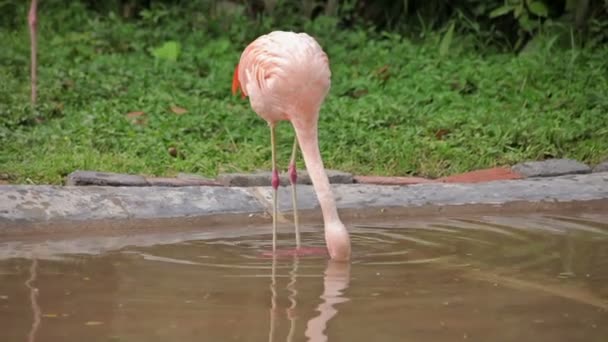 Visite du zoo de Shanghai . — Video