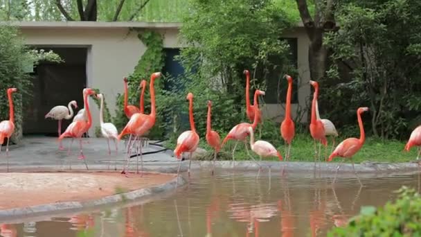 Visita lo zoo di Shanghai . — Video Stock