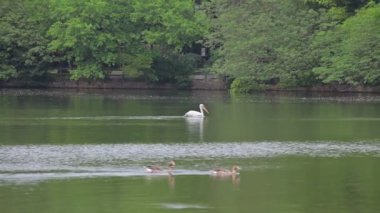 Shanghai Hayvanat bahçesini ziyaret.