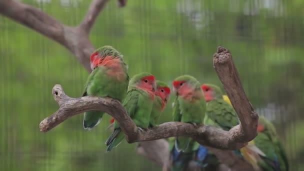 Visita lo zoo di Shanghai . — Video Stock