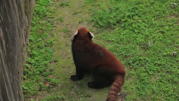 Visite o Zoológico de Xangai . — Vídeo de Stock