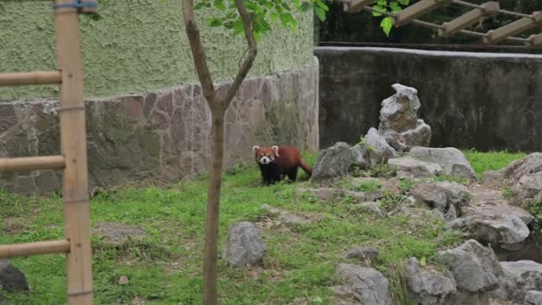 Besöka Shanghai Zoo. — Stockvideo