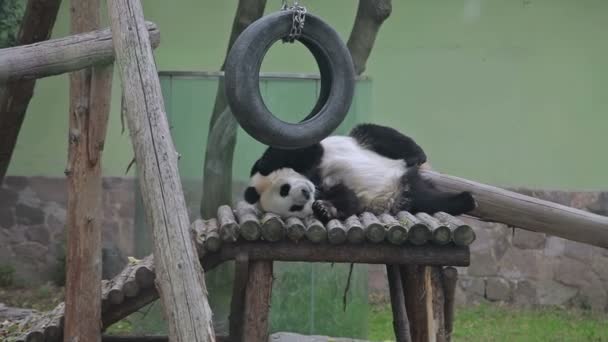 Visite el Zoológico de Shanghai . — Vídeo de stock