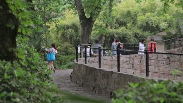 Visit the Shanghai Zoo. — Stock Video