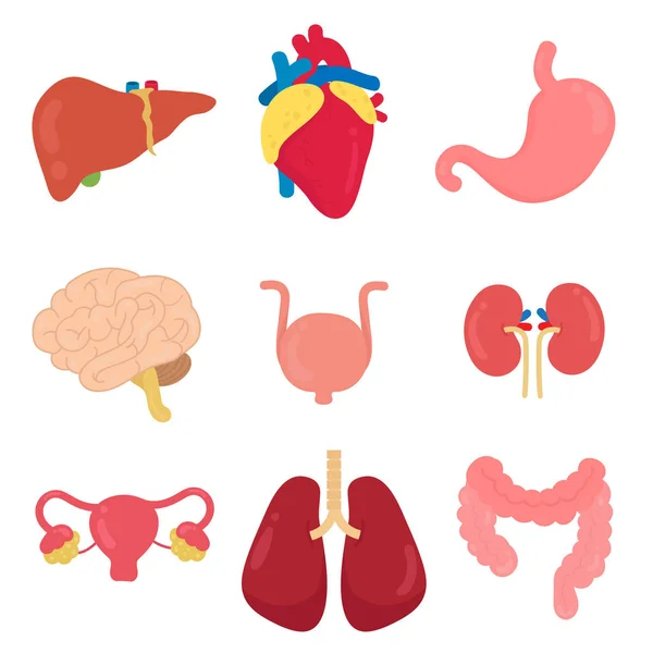 Conjunto Vectores Órganos — Archivo Imágenes Vectoriales