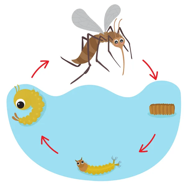 Ciclo Vida Mosquito — Vetor de Stock