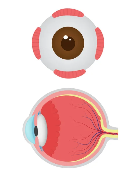 Das Menschliche Auge Der Anatomie — Stockvektor