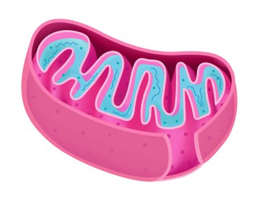Structure of the Mitochondria clipart