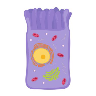 The intestinal cell in the human body. clipart