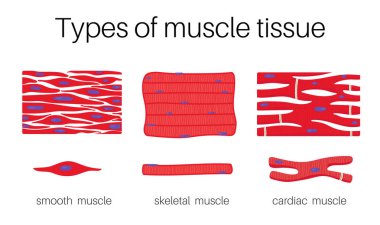 Illustration is Types of muscle tissue clipart