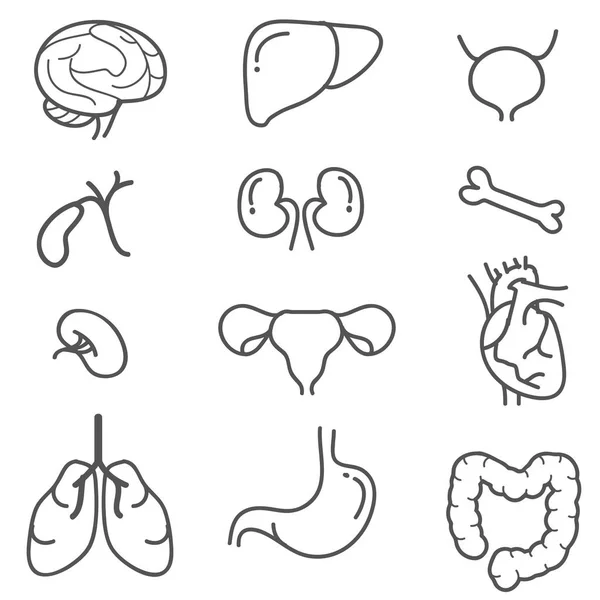 İnsan organlarını Icon set hattı