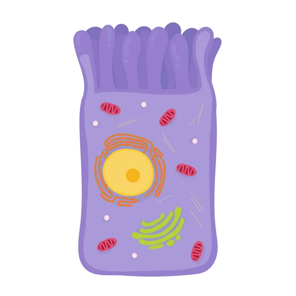 Intestinal Cell Human Body — Wektor stockowy