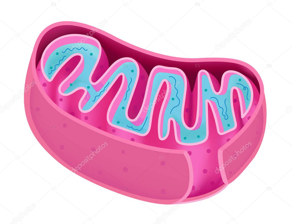 Structure of the Mitochondria