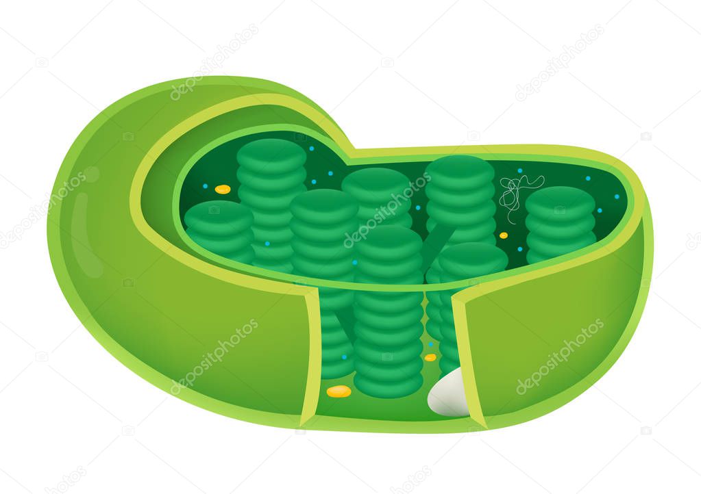 Structure of Chloroplast in cell