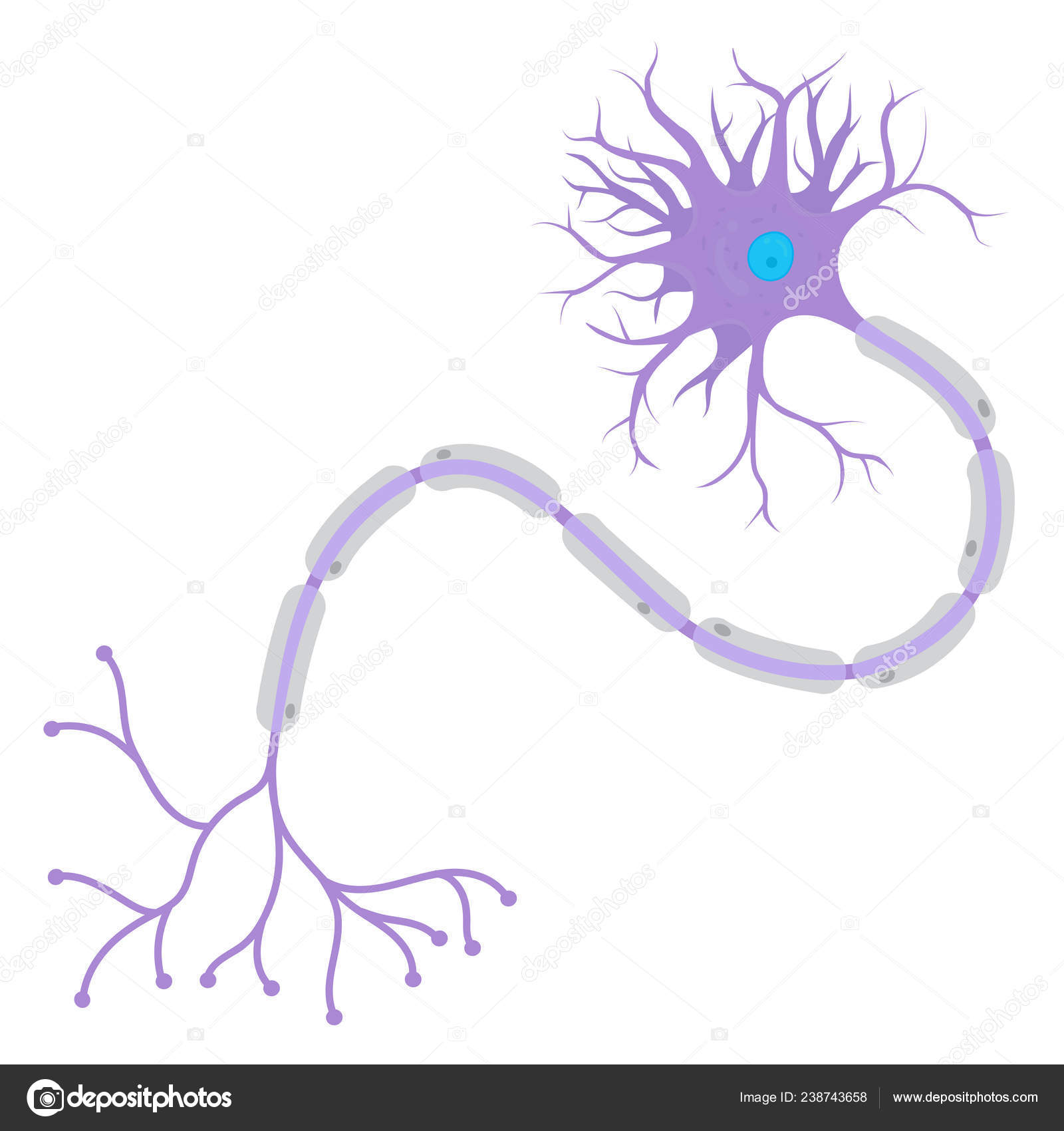 Structure Neurons Human Body Stock Vector Image by ©Achiichiii #238743658