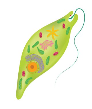 The structure anddiagramof euglena clipart