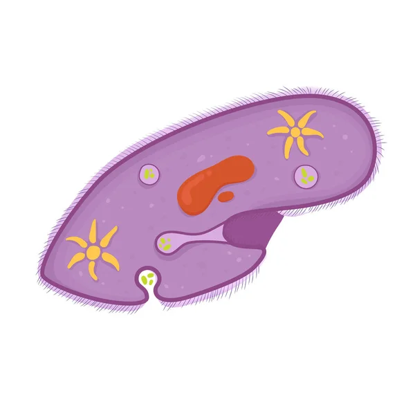 Estructura Del Paramecium — Vector de stock