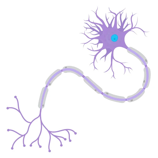 Structuur Van Een Neuronen Het Menselijk Lichaam — Stockvector