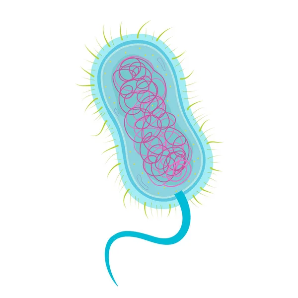 Estructura Celular Bacteriana Cuerpo — Vector de stock