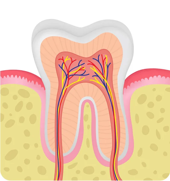 Анатомія Людини Зубів — стоковий вектор