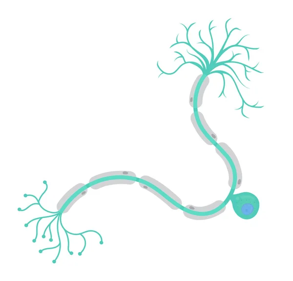 Unipolární Neuron Buňka — Stockový vektor