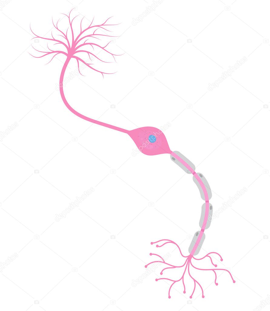 The bipolar neuron cell