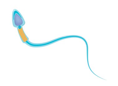 Sperm hücresi anatomi