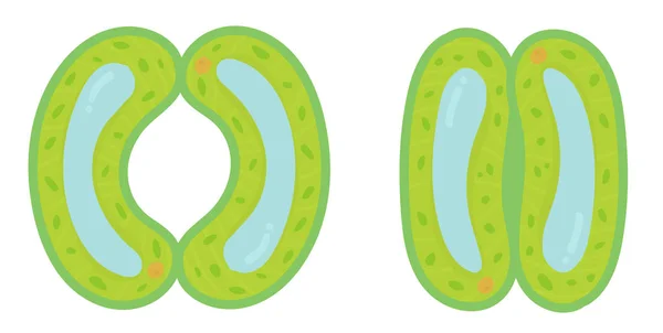 Die Stomata Eines Blattes — Stockvektor