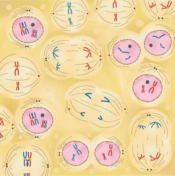 Meyosis Proceso Eucariota — Vector de stock