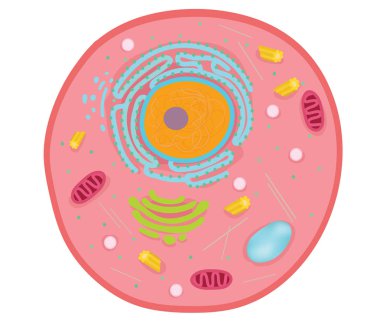 Animal cells are the basic unit of life. clipart