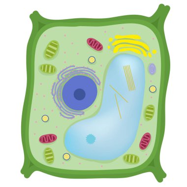 The Plant Cell are eukaryotic clipart