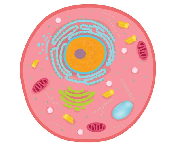 Animal Cells Basic Unit Life — Stock Vector