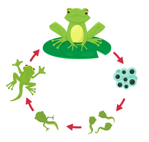 Der Kreislauf Des Frosches — Stockvektor