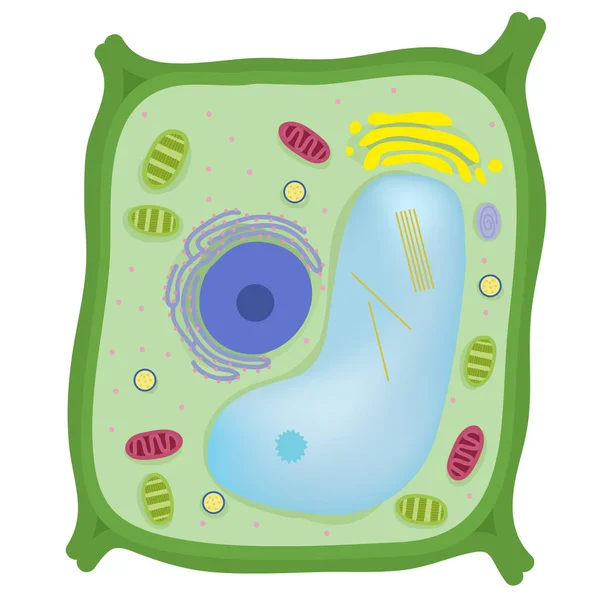 Células Vegetais São Eucarióticas — Vetor de Stock