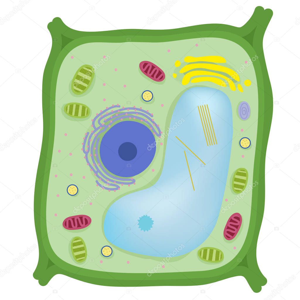 The Plant Cell are eukaryotic