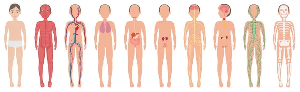 Nsan Vücudunun Ana Sistemleri — Stok Vektör