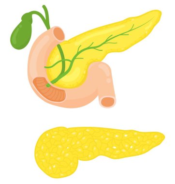 Anatomy of the Pancreas clipart
