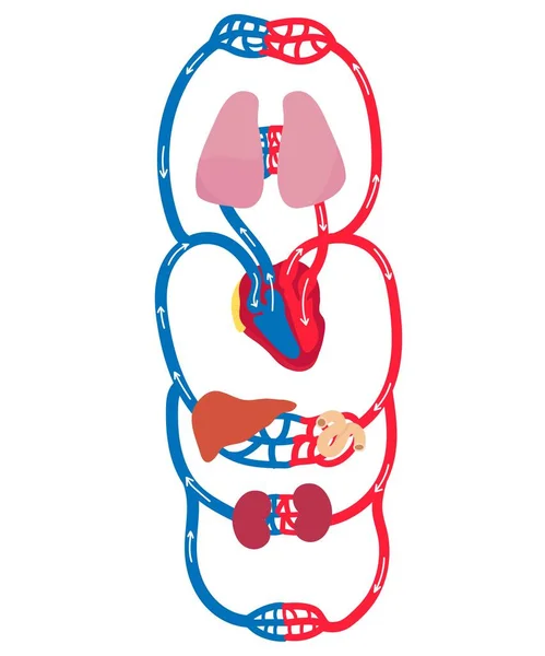 Flujo Sanguíneo Través Del Corazón — Vector de stock