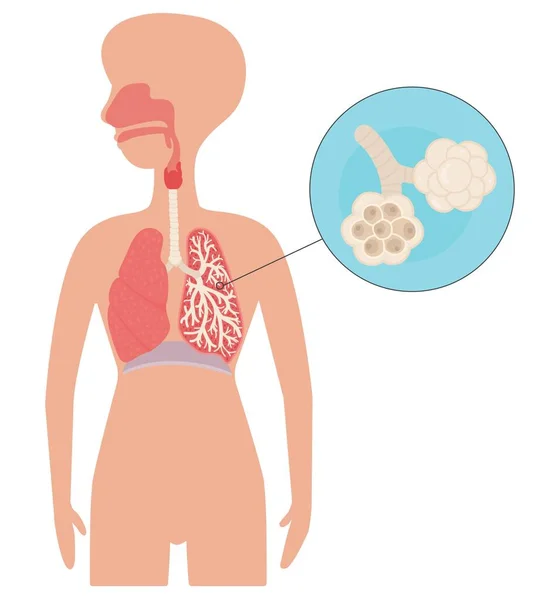 Respiratory System Human Body — Stock Vector